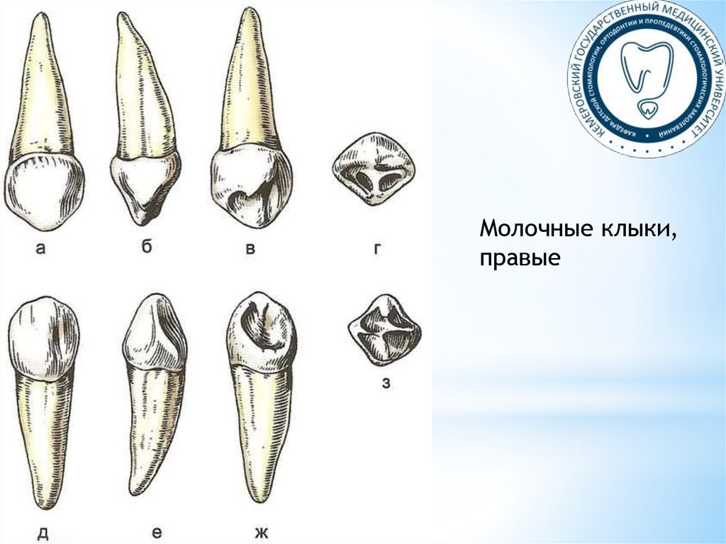 Клыки поверхность зуба. Резцы и клыки верхней и нижней челюсти. Зубы анатомия резцы клыки. Верхний медиальный резец анатомия. Молочный зуб резец Нижний строение.