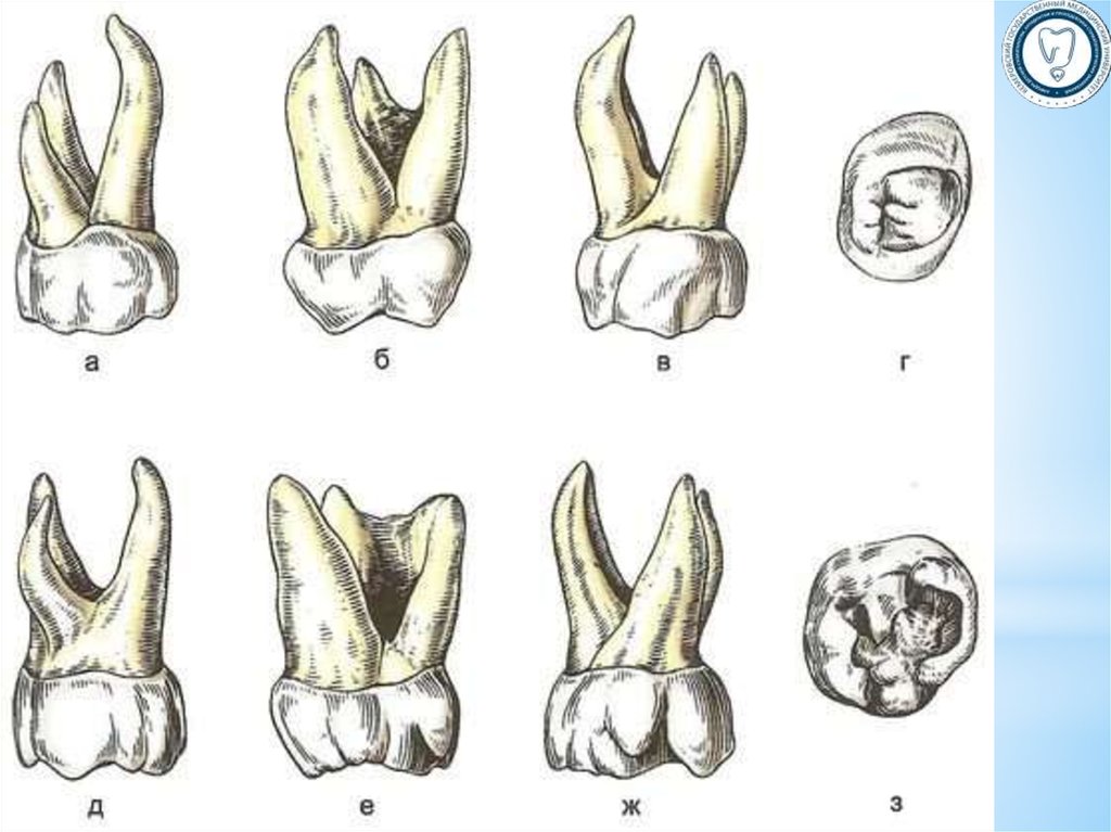 Рисунки анатомии зубов