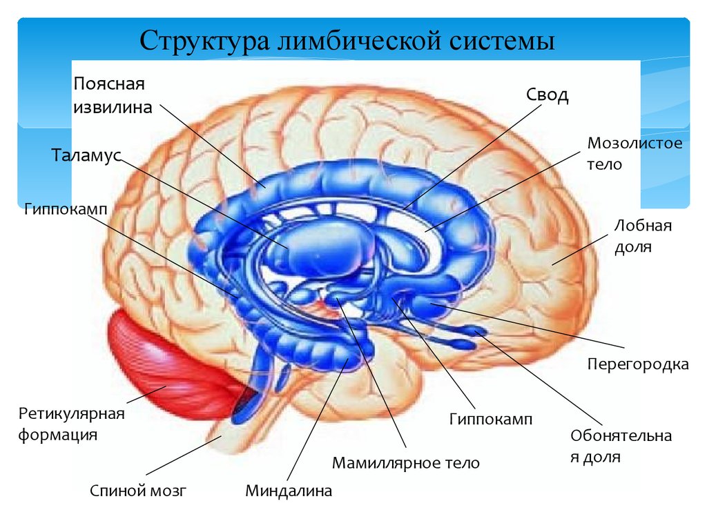 Свод головного мозга. Лимбическая система головного мозга рисунок. Лимбическая система анатомич. Лимбическая система в мозге человека анатомия.