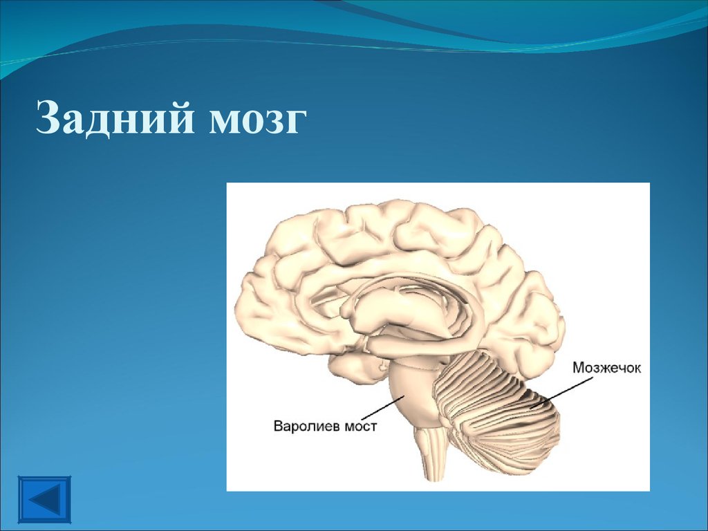 Задний отдел головного мозга состоит. Строение мозга варолиев мост. Функции моста и мозжечка заднего мозга. Задний мозг мост и мозжечок строение и функции. Варолиев мост функции.