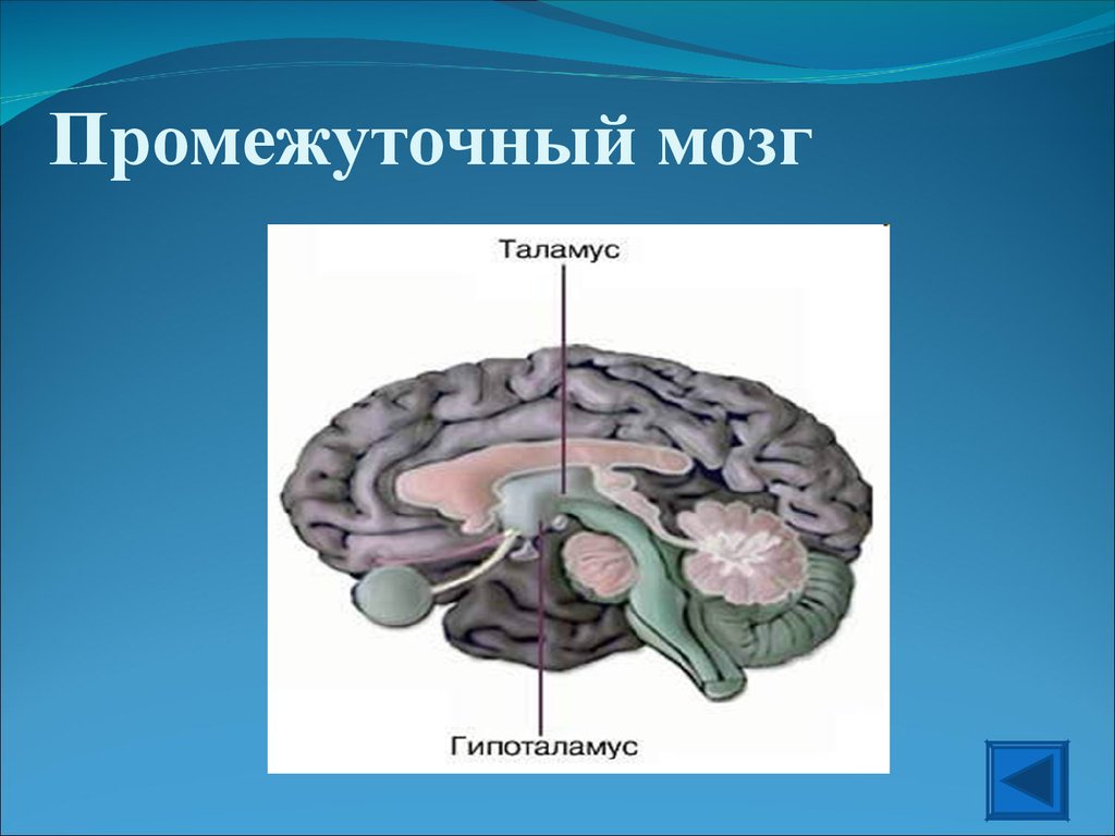Передний мозг центр регуляции. Промежуточный мозг нервы строение. Промежуточный мозг строение. Промежуточный мозг делится на. 4. Промежуточный мозг.