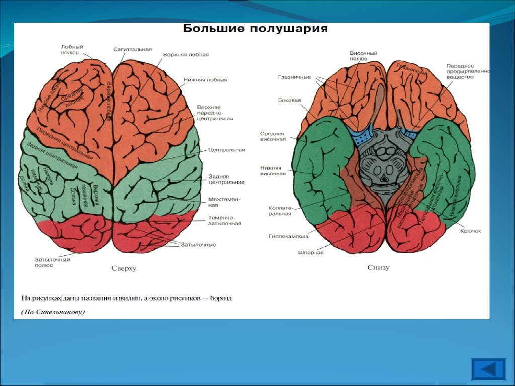 Полушария переднего мозга имеют. Полушария переднего мозга. Передний мозг левое полушарие. Передний мозг функции. Функции полушарий.