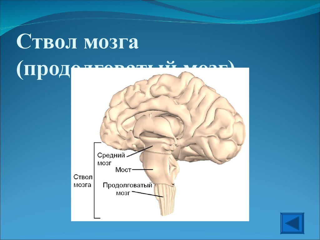 Ствол головного мозга включает отдел. Строение ствола мозга. Анатомическое строение ствола мозга. Функции стволовой части головного мозга. Нижние отделы ствола мозга.