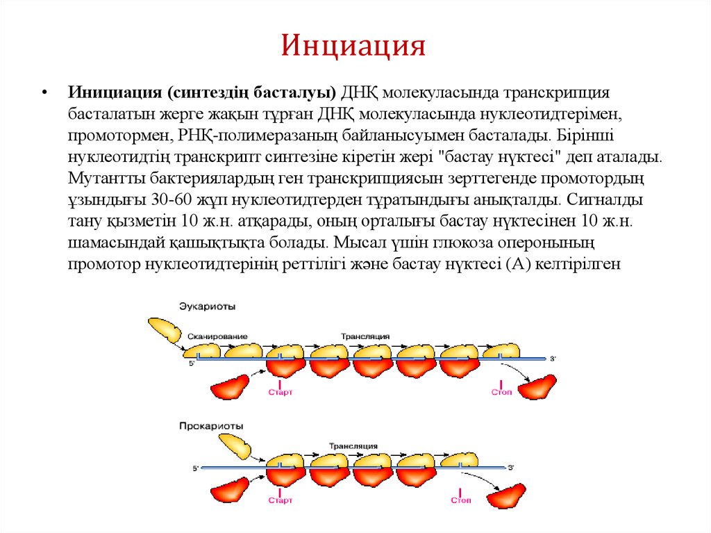 Инициация что это. Инициация синтеза белка у прокариот и эукариот. Инициация транскрипции и трансляции. Инициация трансляция РНК У прокариот. Трансляция ДНК инициация.