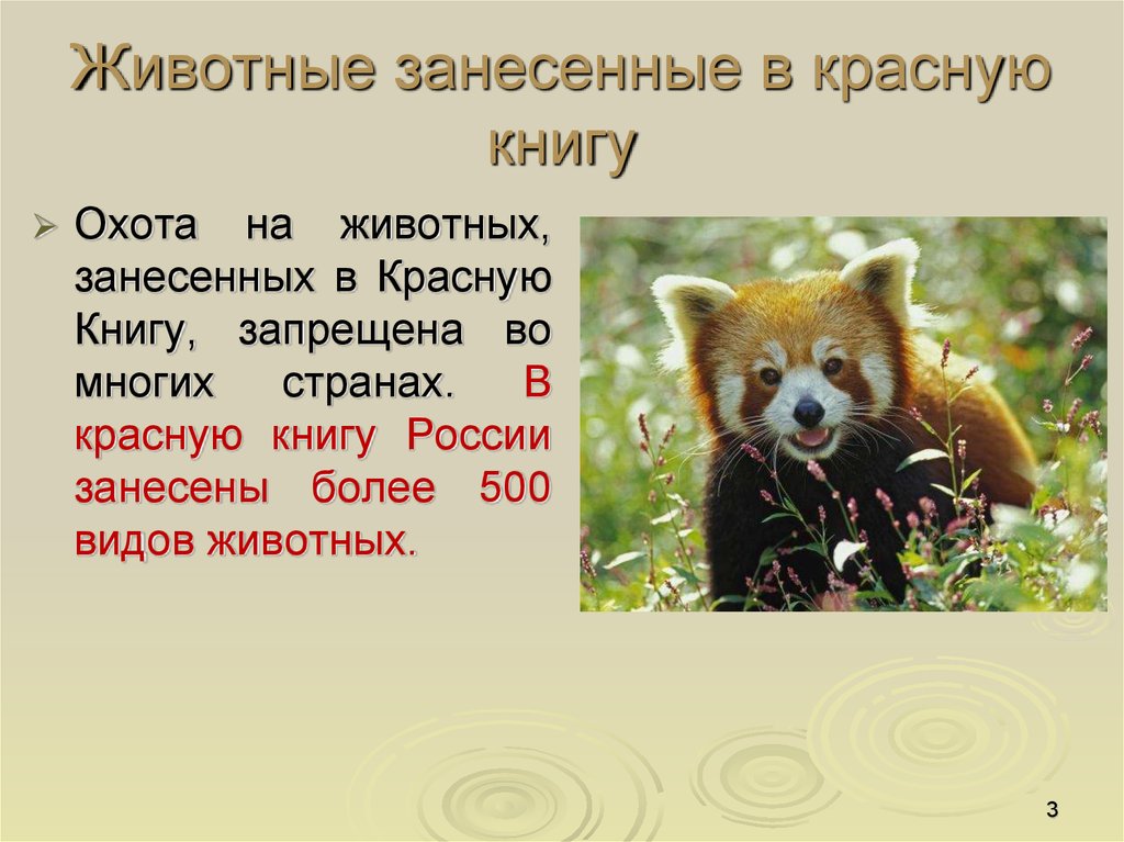 Животные занесенные в красную книгу