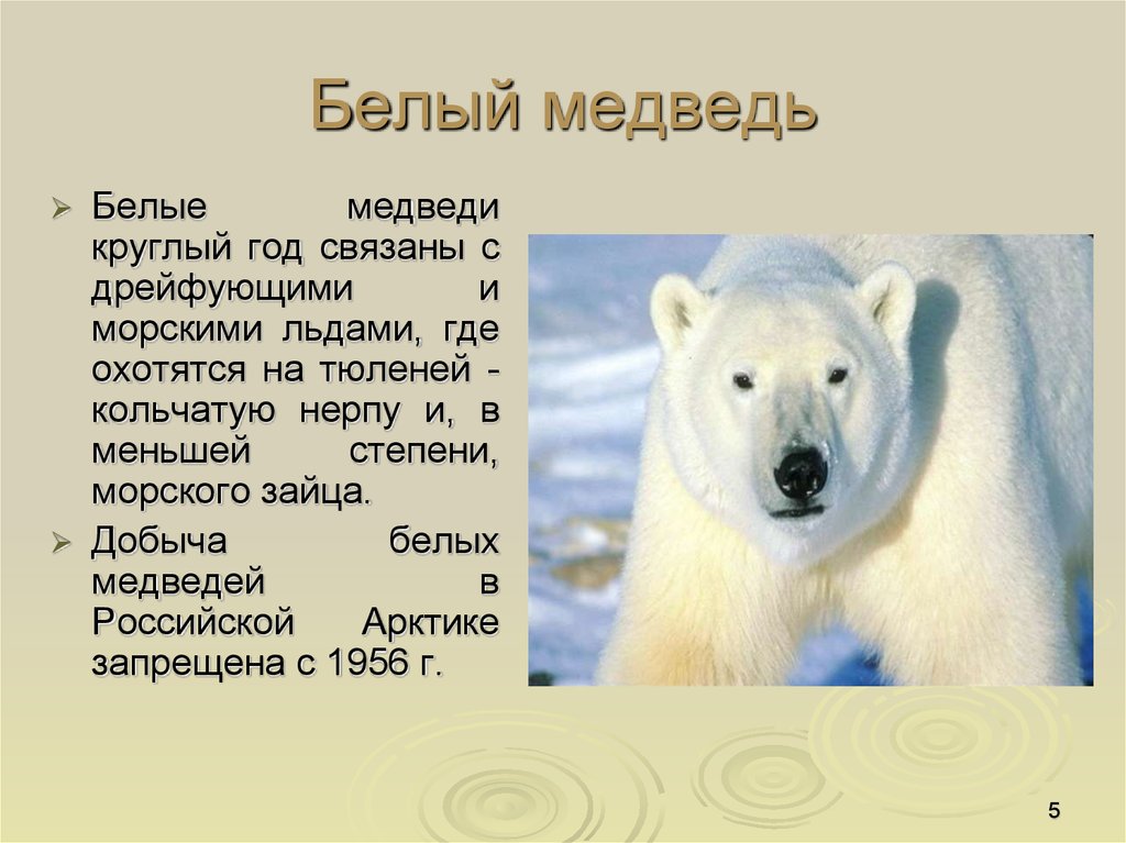 Белый медведь