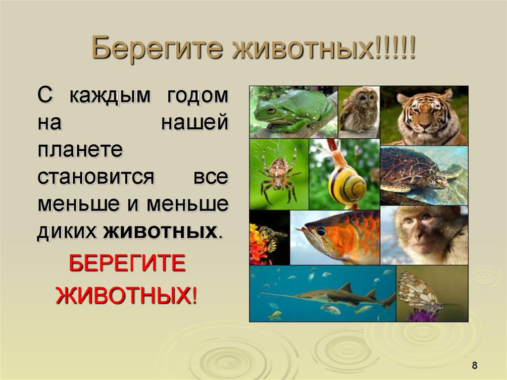 Берегите животных!!!!!