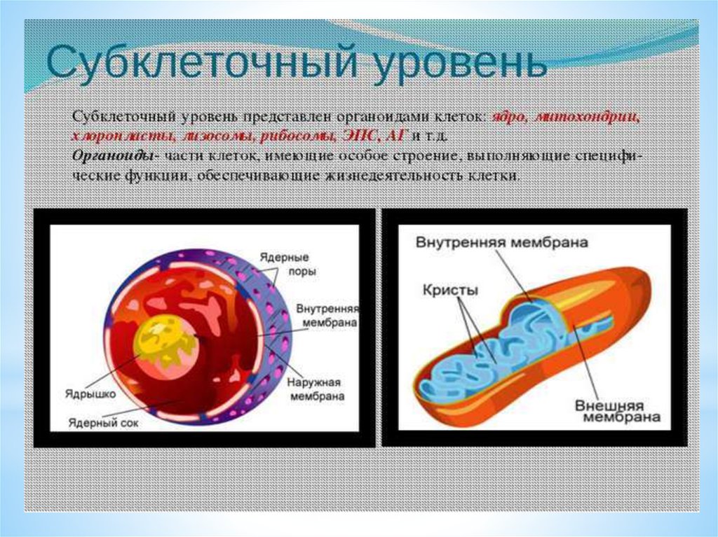 Органоиды клетки ядро функции