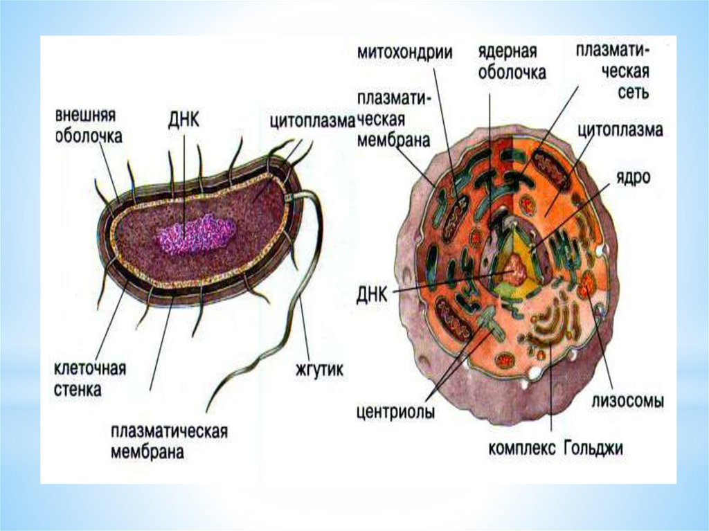 Человек внешняя оболочка. Гластура биология.