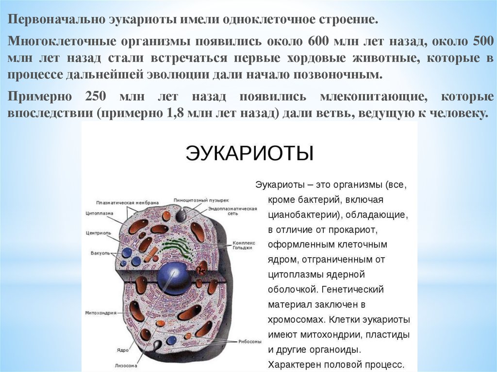 Класс эукариоты. Строение ядерной клетки эукариоты. Первые эукариоты. Эукариоты это в биологии. Эукариотических организмов.