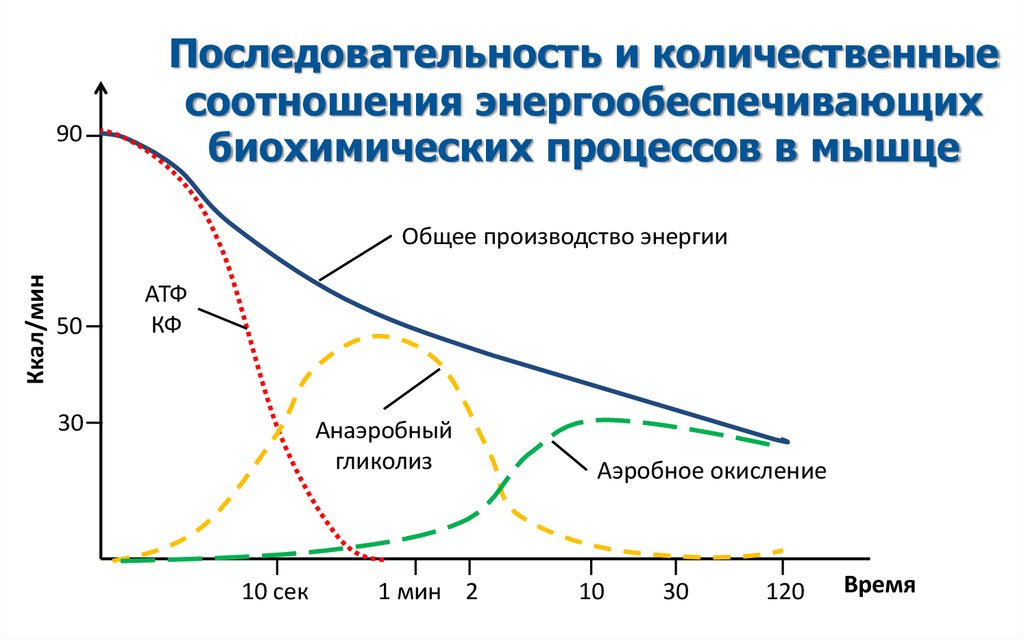 Vavaev_-_Obschaya_vynoslivost_skalolaza - online presentation