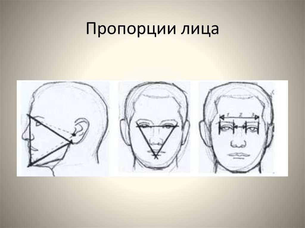 Пропорции лица. Пропорции лица для рисования. Пропорции человеческого лица. Лицо схематично пропорции лица.