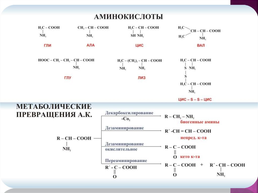 Амины презентация 10 класс