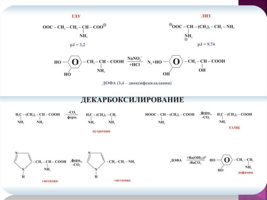 Пептиды презентация 10 класс углубленный уровень - 80 фото