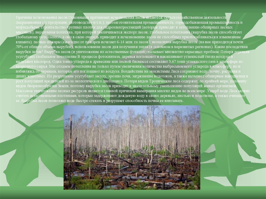 Реферат: Проблема лесов. Обезлесевание