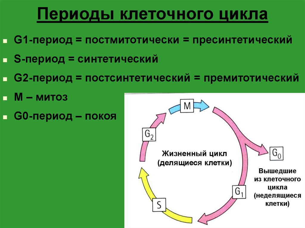 Жизненный цикл клетки состоит. Схема стадий жизненного цикла клетки. Периоды жизненного цикла клетки. Стадии жизненного цикла клетки. Клеточный цикл g0.