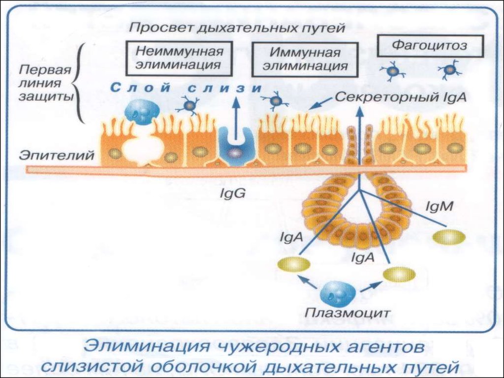 Слизистая оболочка дыхательных путей представлена. Иммунная система слизистых оболочек. Слизистые и иммунитет. Первая линия защиты организма. Иммунные механизмы защиты слизистых оболочек.