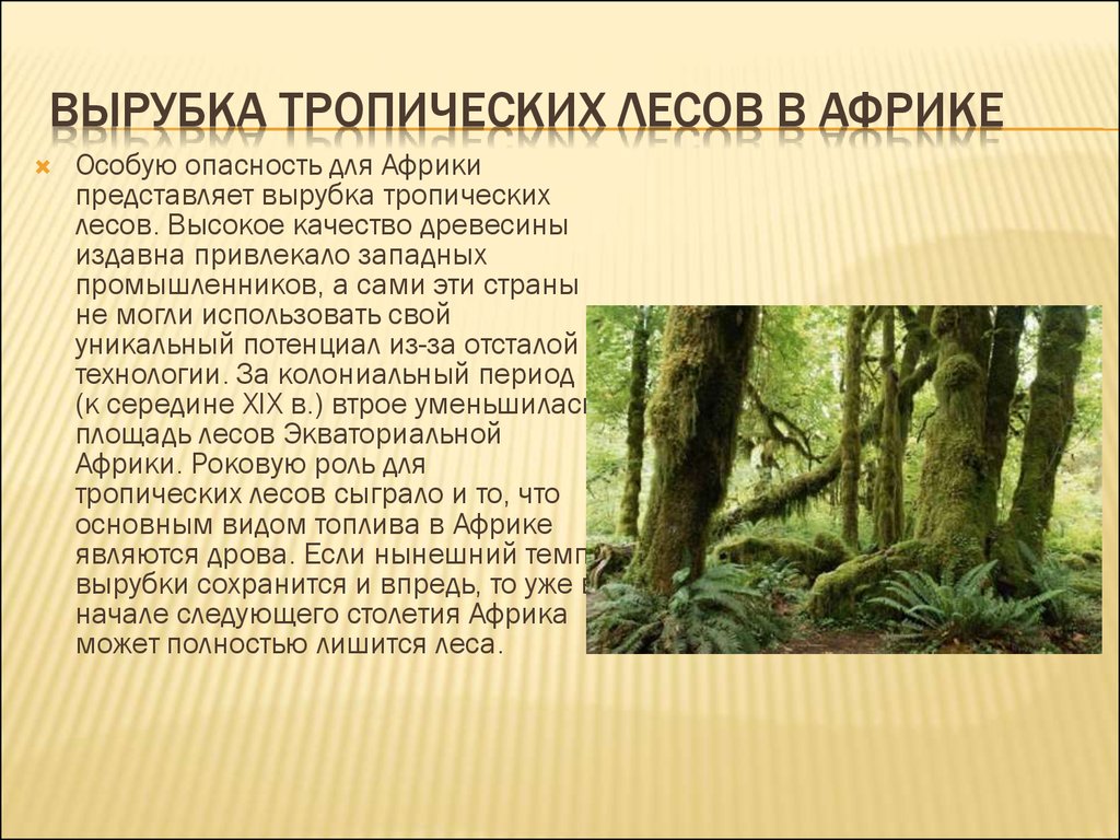 Почему в тропиках. Решение проблемы исчезновения тропических лесов. Тропические леса в опасности. Вырубка тропических лесов пути решения. Причины уничтожения тропических лесов.