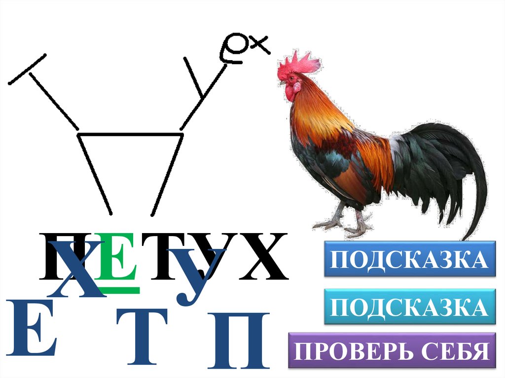 Слово петушок. Слово петух. Ребус петух. Изограф петух. Петух словарное слово.