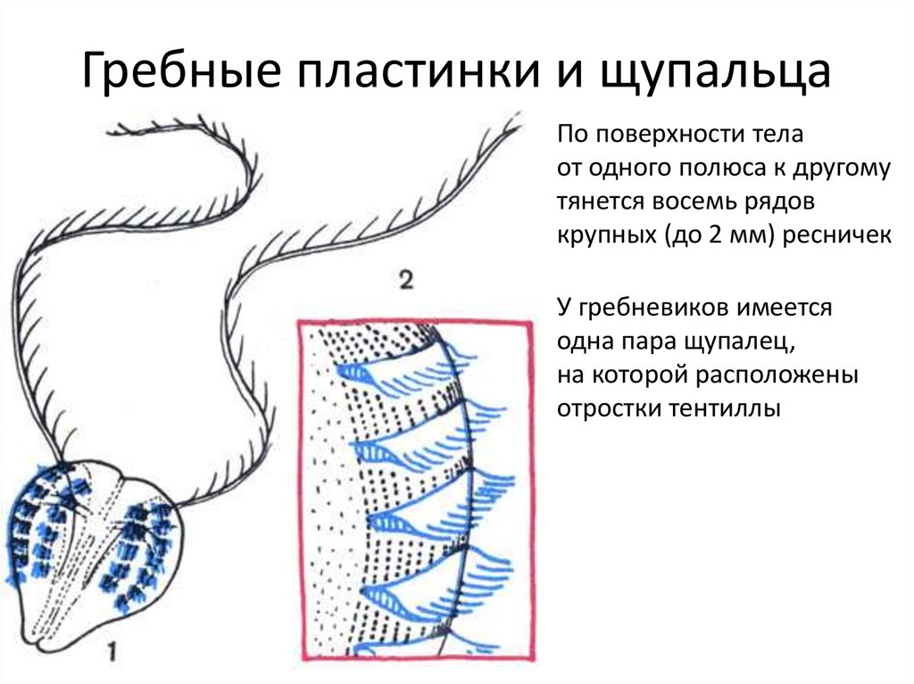 05.2 Гребневики - online presentation