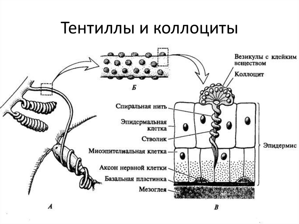 Тентиллы и коллоциты