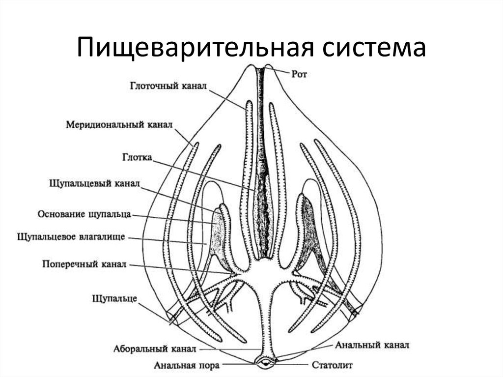 Пищеварительная система