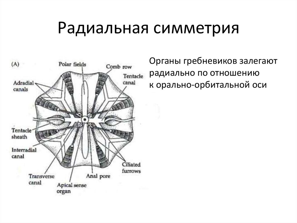 Образ жизни с радиальной симметрией