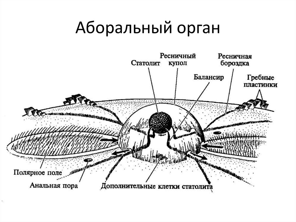 Аборальный орган