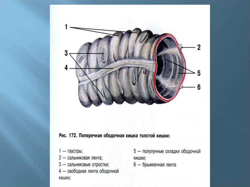 Строение толстого. Гаустры сальниковые отростки ленты ободочной кишки. Брыжеечная лента ободочной кишки. Гаустры поперечной ободочной кишки.