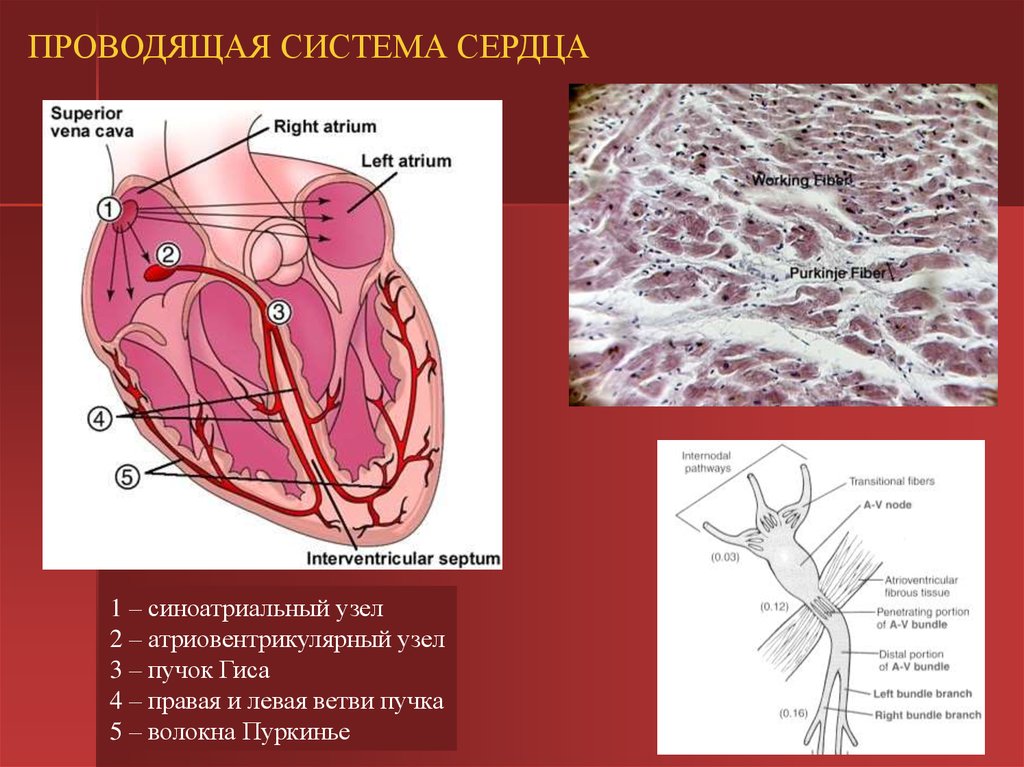 Проводящая система сердца анатомия рисунок