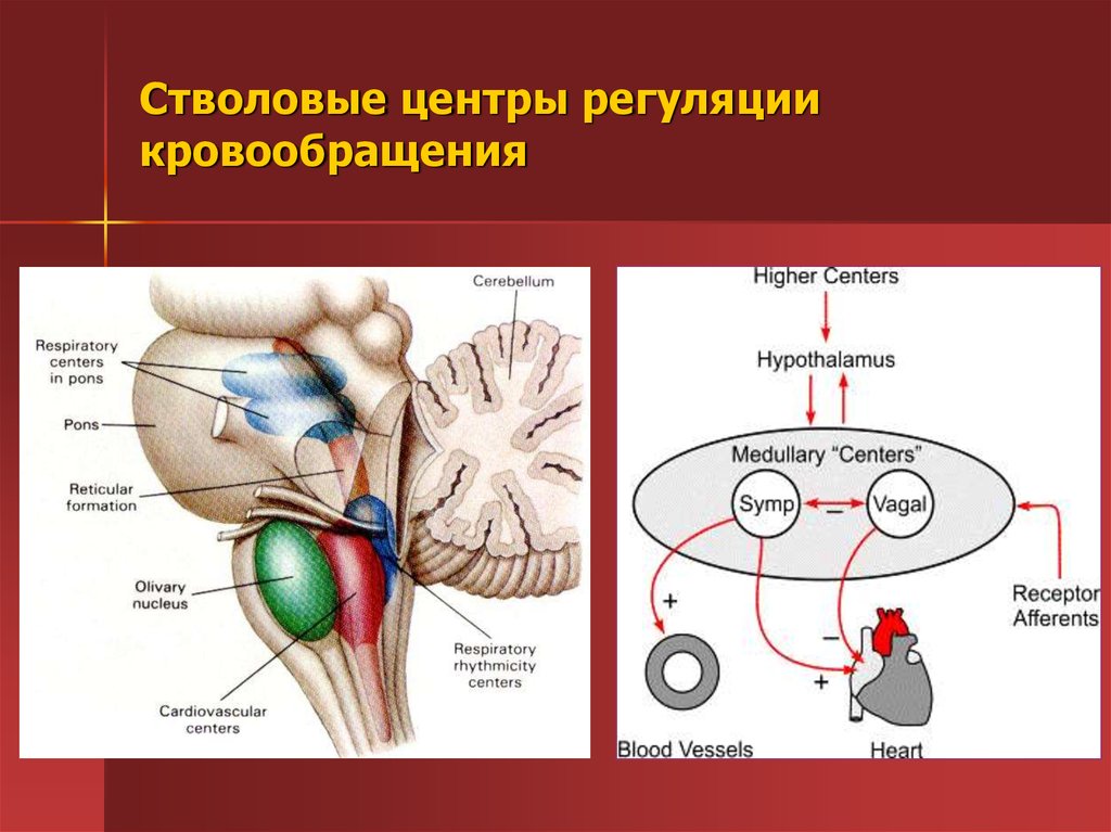 Регуляция кровообращения схема