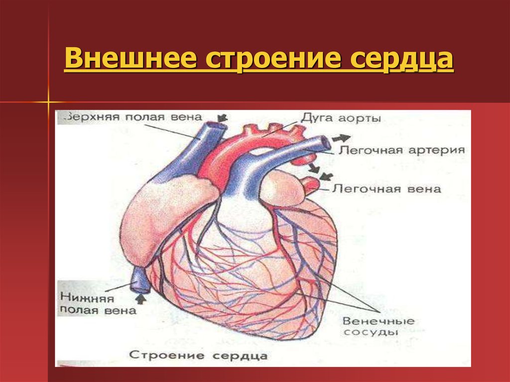 На рисунке изображено строение сердца