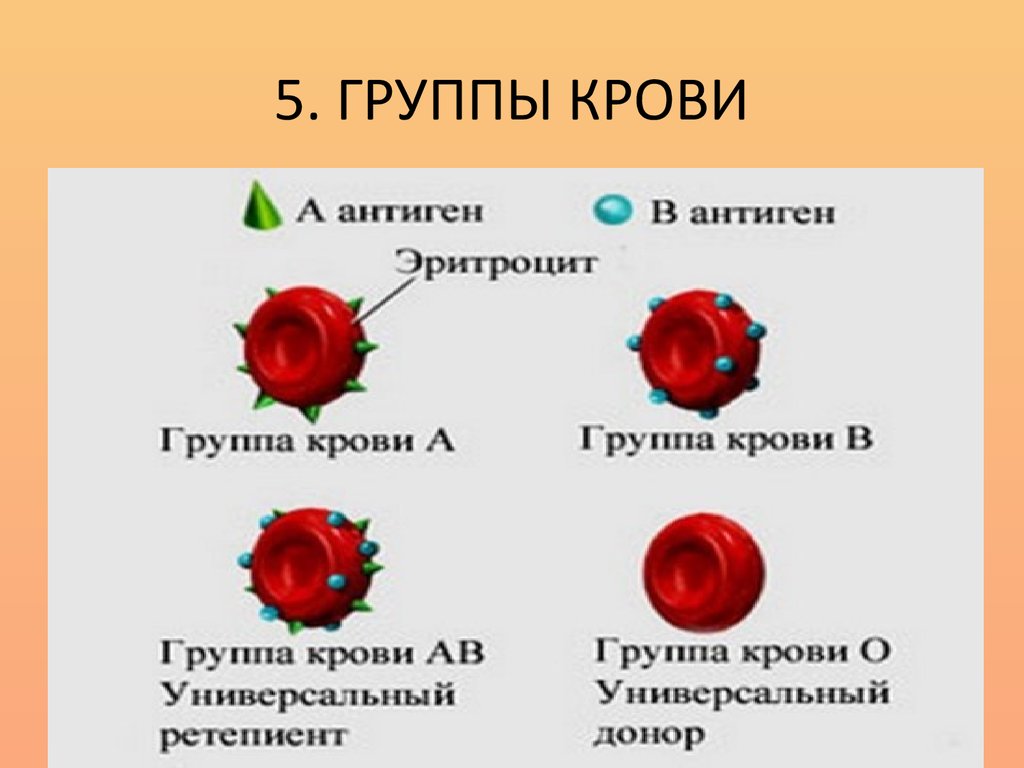 Группа крови звезда. Группа крови. Группы крови человека. Классификация крови человека. Различия между группами крови.