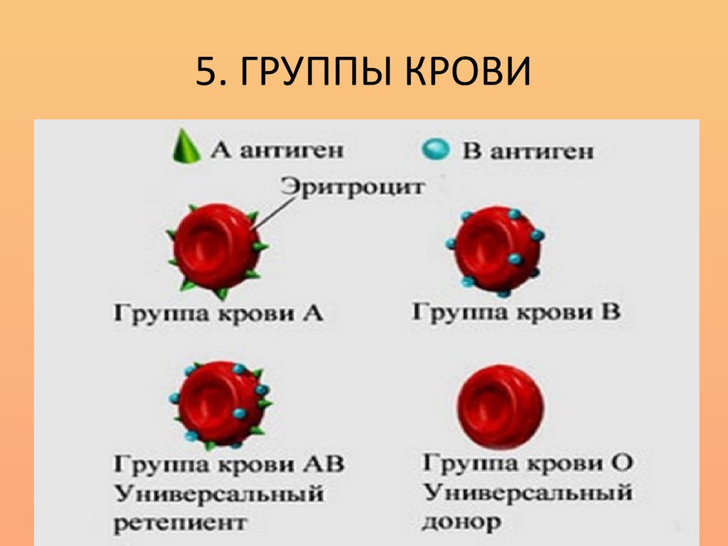 Чем отличаются группы. Группа крови. Классификация крови человека. Взаимодействие групп крови. Антигены 2 группы крови.