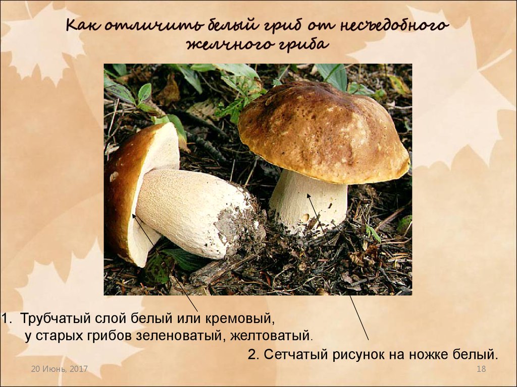 Как отличить белый. Шляпочные грибы строение белого гриба. Строение гриба Боровика. Строение шляпочного гриба. Трубчатый слой белого гриба.