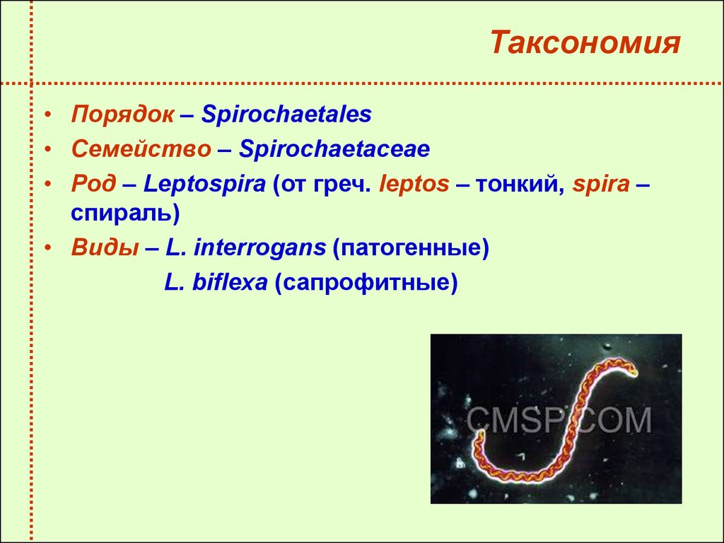 Виды l. Таксономия спирохет микробиология. Лептоспиры таксономия. Семейство спирохет. Возбудитель лептоспироза таксономия.