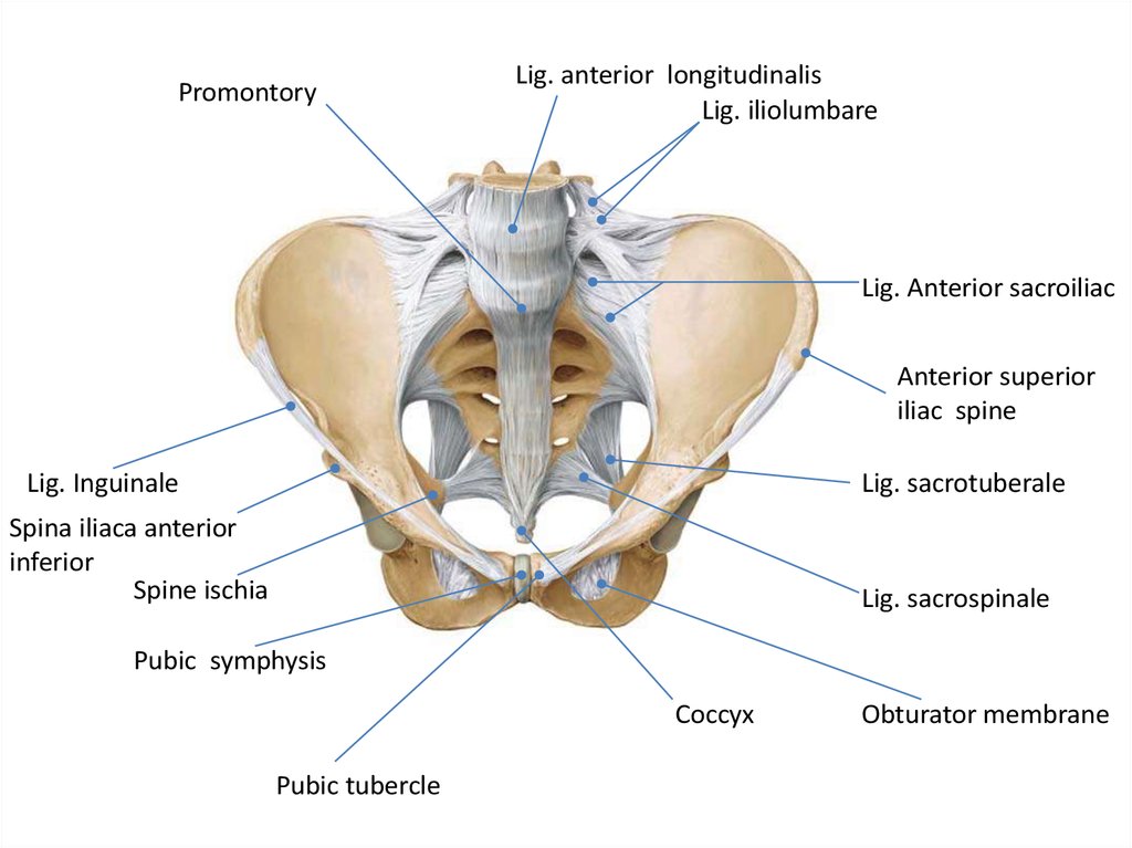Связки малого таза. Костно-связочная основа таза. Связочный аппарат таза анатомия. Ligamentum sacrotuberale. Lig sacrospinale и sacrotuberale.