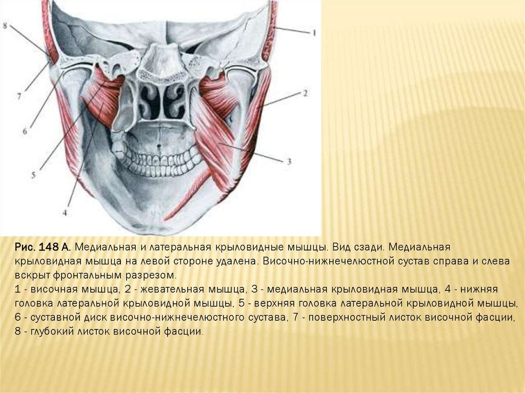 Медиальная крыловидная мышца. Височно-нижнечелюстной сустав крыловидные мышцы. Латеральная крыловидная мышца и ВНЧС. Жевательные мышцы вид сзади.