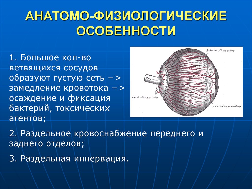 Сосудистая оболочка выберите ответ