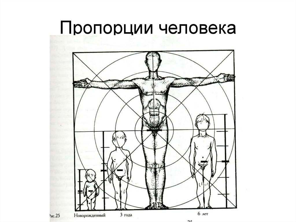 Покажи схему человека. Пропорции человека. Соотношение пропорций человека. Пропорции человеческого тела. Пропорции человека в изобразительном искусстве.