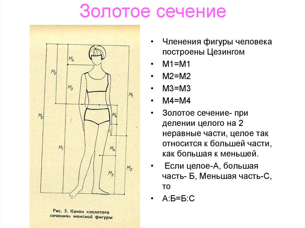 Фигура 1 3 части. Золотое сечение пропорция тела женщины. Пропорции женского тела золотое сечение. Золотое сечение в фигуре человека. Фигуры по пропорциям золотого сечения.