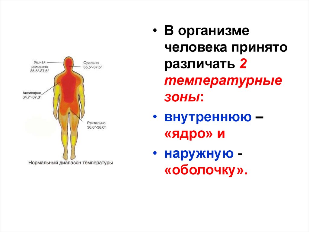 Области тела человека температура. Температурная карта человека физиология. Температура ядра и оболочки тела человека. Температурная карта тела человека. Температурная схема тела ядро оболочка.