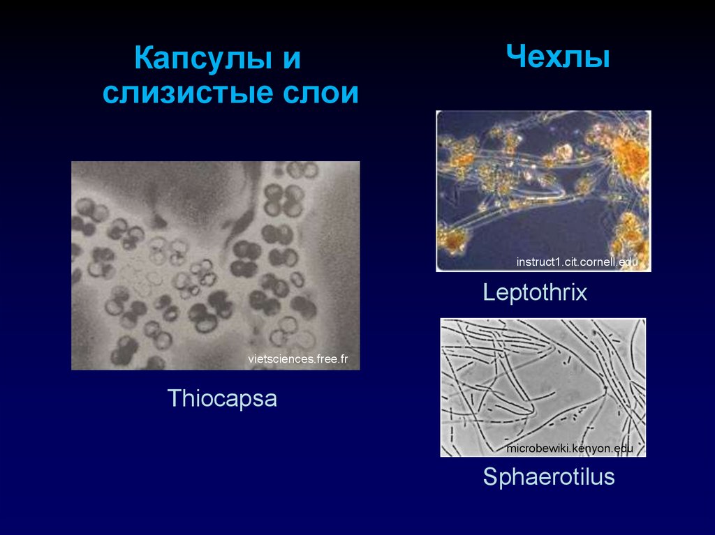 Капсула клетки