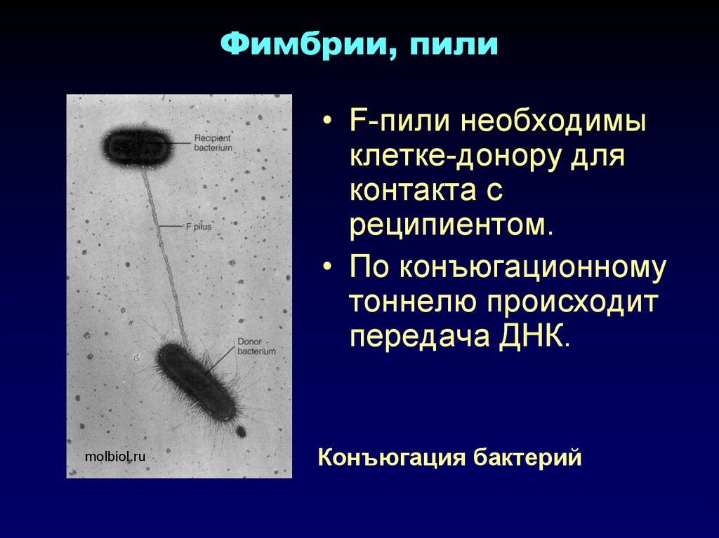 Бактерия донор. Ворсинки (фимбрии, пили) бактерий, классификация. Фимбрии (пили 1 типа) обеспечивают. Фимбрии и f пили. Фимбрии бактерий.