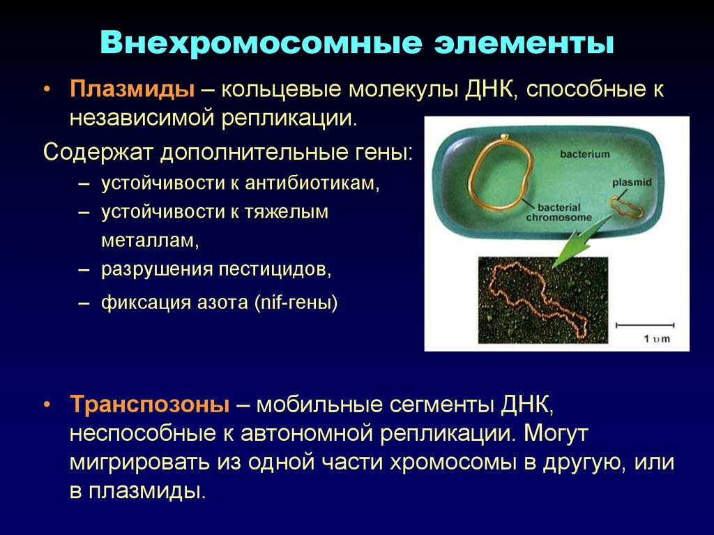 Прокариоты наследственная информация. Внехромосомные генетические элементы бактерий. Плазмиды и транспозоны. Внехромосомная ДНК прокариот. Плазмиды прокариот.