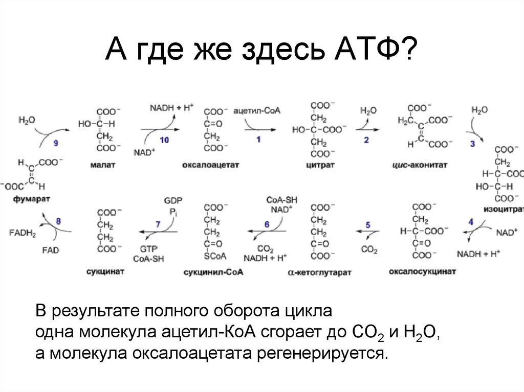 Цикл коа. Ацетил КОА АТФ. Энергетический баланс цикла Кребса биохимия. Цикл Кребса АТФ. Цикл Кребса реакции с формулами.