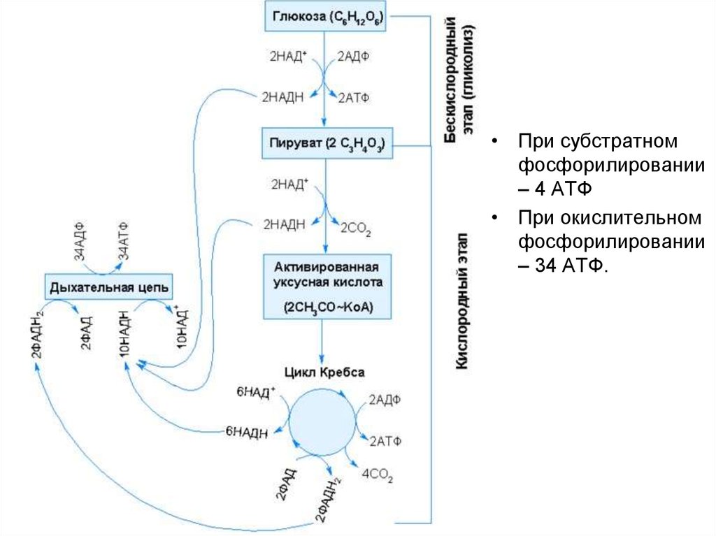 Преобразование энергии атф в энергию глюкозы. Гликолиз и цикл Кребса. Цикл Кребса пируват. Энергетический обмен цикл Кребса и окислительное фосфорилирование. Цикл Кребса в митохондриях.