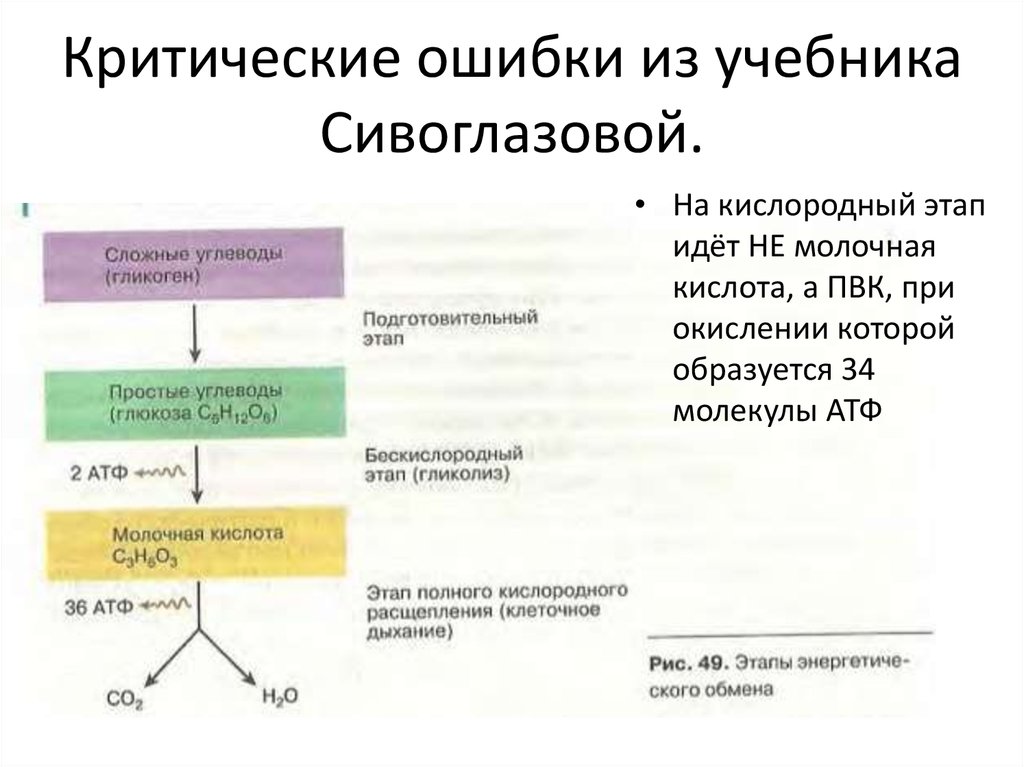 Кислородный этап обмена