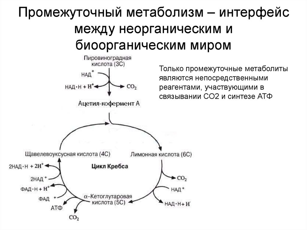 Промежуточный метаболизм – интерфейс между неорганическим и биоорганическим миром