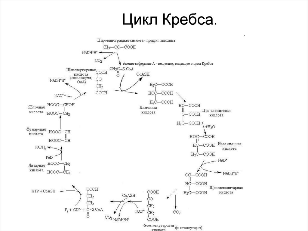 Цикл кребса картинки